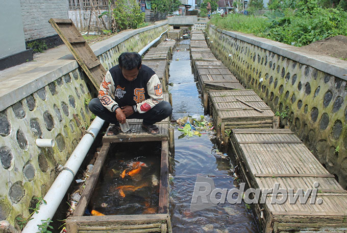 INSPIRATIF: Sugiarto mengecek ikan tombro yang dibudidayakan dalam keramba di sungai kecil Dusun Sepanjang Kulon, Desa Sepanjang, Kecamatan Glenmore, Senin (25/7). (Salis Ali/Radar Genteng)