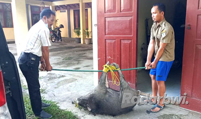 DISERAHKAN: Kanitreskrim Polsek Muncar Iptu I Made Suwena menyerahkan babi hutan ke petugas Seksi Pengelola Taman Nasional (SPTN) wilayah 2 Muncar, Selasa (19/7). (Suwena for Radar Genteng)