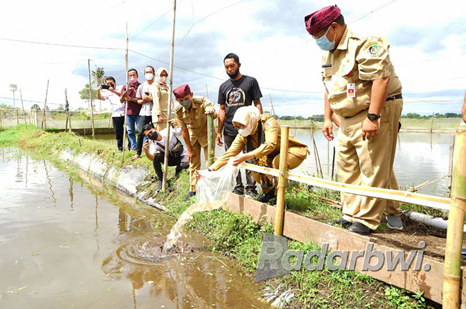 OPTIMALKAN POTENSI: Bupati Ipuk menebar benih ikan di Desa Kaligondo, Kecamatan Genteng. (Dini for Radar Banyuwangi)