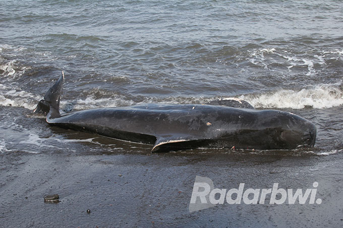 19 TAHUN SILAM: Ikan paus kandas di Pantai Watudodol, Desa Ketapang, Kecamatan Kalipuro, Banyuwangi, 27 April 2003 lalu. (Bayu Saksono/Radar Banyuwangi)