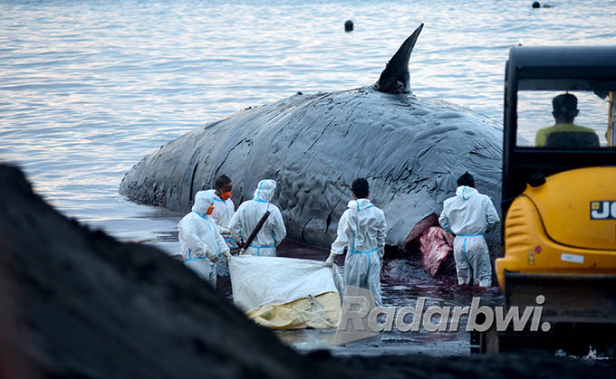 EVAKUASI GAGAL: Petugas gabungan menarik bangkai ikan paus menggunakan truk. Saking beratnya bobot paus, tali pengikat sampai patah. (Ramada Kusuma/Radar Banyuwangi)