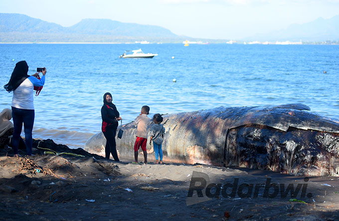 JADI TEMPAT SELFIE: Ikan paus ukuran raksasa yang terdampar di Pantai Laut Lestari, Desa Bulusan, Kecamatan Kalipuro, sulit untuk dievakuasi. Berbagai cara terus dipikirkan untuk membuang bangkai paus berbobot 40 ton tersebut. (Ramada Kusuma/Radar Banyuwa