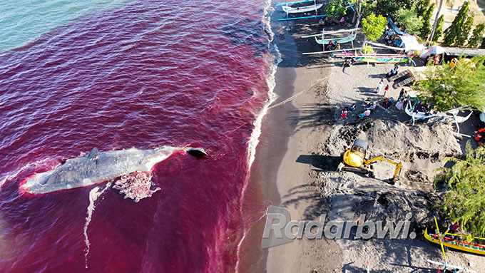 EVAKUASI BELUM TUNTAS: Meledaknya bangkai ikan paus berbobot 28 ton mengakibatkan warna air laut di Pantai Lestari, Kelurahan Bulusan, berubah menjadi merah darah, Rabu (3/8). (Ramada Kusuma/Radar Banyuwangi)