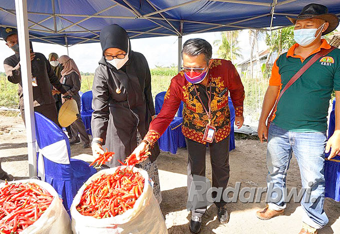 PANEN MELIMPAH: Bupati Ipuk bersama Kepala Kantor Perwakilan BI Jember Yukon Aprinaldo mengunjungi para petani yang tengah memanen cabai di Desa Yosomulyo, Kecamatan Gambiran, Kamis (4/8). (Dini for Radar Banyuwangi)