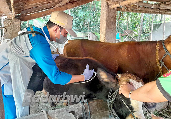 CEGAH PMK: Petugas Puskesmas Hewan Kecamatan Gambiran menyuntik vaksin pada sapi milik warga Desa Wringinrejo, Kecamatan Gambiran, Jumat (26/8) lalu. (Irham Muzaki/Radar Genteng)