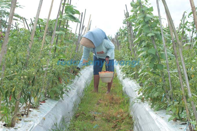 PANEN: Minem memanen cabai merah di kebunnya  Dusun/Desa/Kecamatan Gambiran, kemarin (11/8). (Salis Ali/RadarBanyuwangi.id)