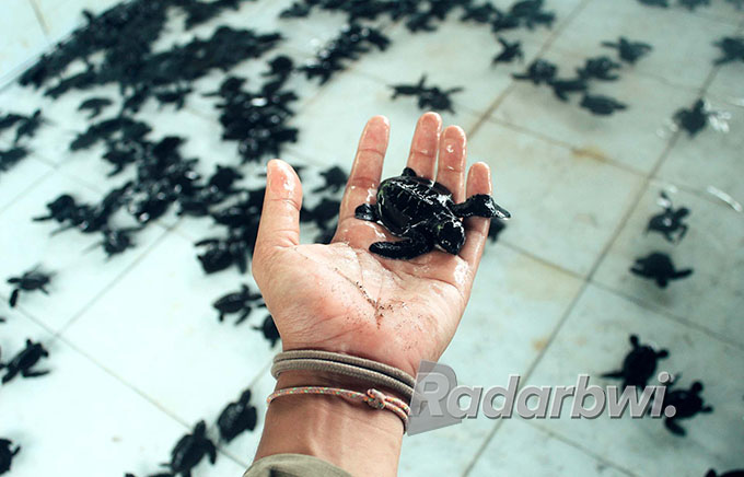 LANGKA: Tukik di Seksi Pengelolaan Penyu Semi Alami (PPSA) Pantai Ngagelan, TNAP, Desa Kalipait, Kecamatan Tegaldlimo, Minggu (21/8) lalu. (Salis Ali/Radar Genteng)