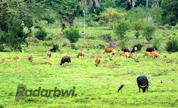 SAVANA: Puluhan satwa banteng dan rusa menampakkan diri di savana Sadengan TN AP, Desa Kalipait, Kecamatan Tegaldlimo, Selasa (9/8). (Salis Ali/Radar Genteng)