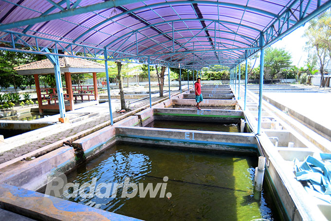 TELATEN: Petugas memberi makan benih ikan di deretan kolam Balai Benih Ikan (BBI) di Kecamatan Kabat, Banyuwangi. (Ramada Kusuma/Radar Banyuwangi)