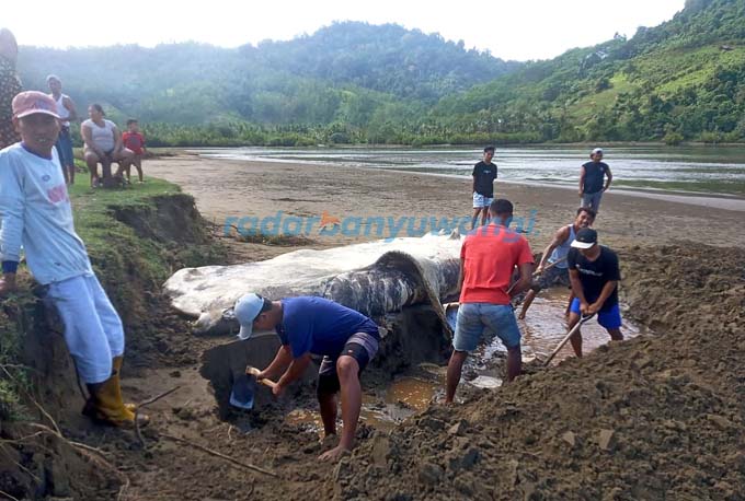 BANGKAI: Warga sekitar Pantai Muara Mbaduk, Dusun Krajan, Desa Sarongan, Kecamatan Pesanggaran mengubur bangkai ikan hiu tutul yang sudah membusuk, kemarin (31/8).(Anang For RadarBanyuwanig.id)