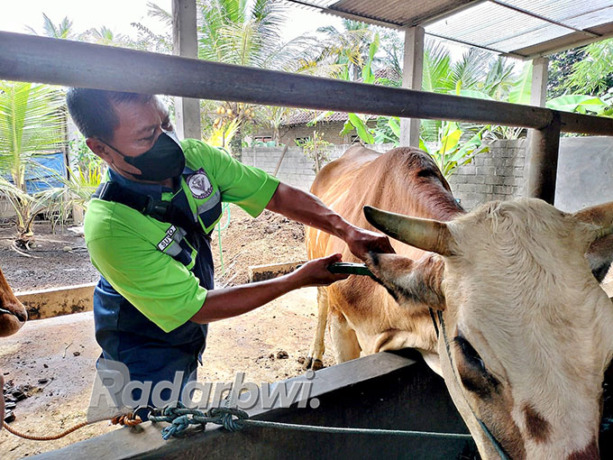 TANDA: Petugas Puskeswan Genteng memasang eartag di telinga sapi di Dusun Tlogosari, Desa Jambewangi, Kecamatan Sempu, Jumat (9/9). (Salis Ali/Radar Genteng)