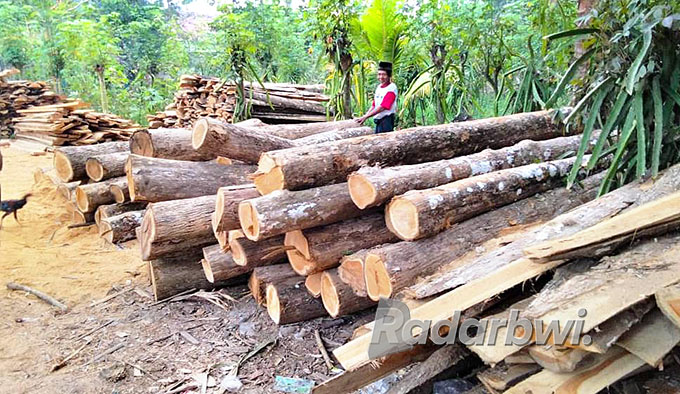 BODONG: Tumpukan kayu jati olahan dan gelondongan yang ditemukan menumpuk di dekat rumahnya Muhammad Tamzis di Dusun Pecemengan, Desa Buluagung, Kecamatan Siliragung pada Kamis (8/9). (Muchlisin for Radar Genteng)