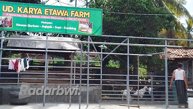 BELUM DAPAT VAKSIN PMK: Peternak di UD Karya Etawa Farm sedang memantau hewan ternaknya di Desa Secang, Kecamatan Kalipuro, Jumat (9/9). (Abdul Adim/Radar Banyuwangi)