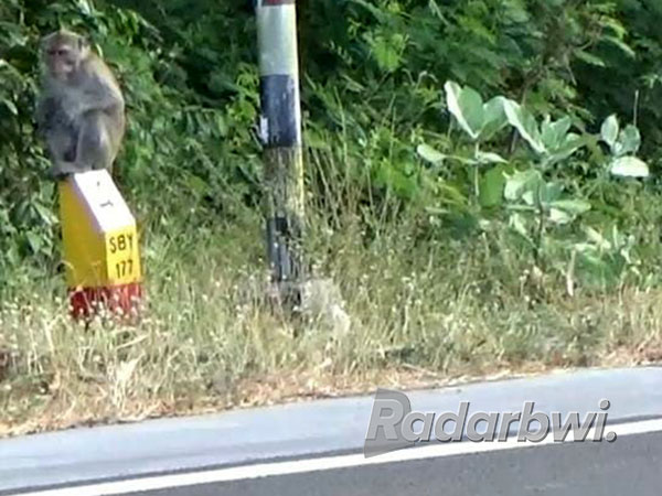 TURUN DARI HUTAN: Seekor monyet nangkring di pinggir jalan raya Pasir Putih, Kecamatan Bungatan, Minggu (2/10). (Iwan Feriyanto/Radar Situbondo)
