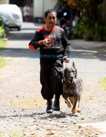 OLAHRAGA: Pelatih anjing, Yohanes Mariyanto, membawa Qoell berlari-lari dan berjalan-jalan. (Ramada Kusuma/RadarBanyuwangi.id)