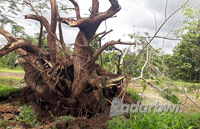 DIBIARKAN: Pohon sengon berukuran besar di Desa Karangmulyo, Kecamatan Tegalsari yang tumbang pada Selasa pagi (4/10) masih dibiarkan melintang di Sungai Karangdoro, Kamis (6/10).  (Agus Baihaqi/Radar Genteng)