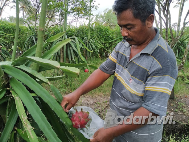 MENUTUP: Sumadianto melindungi buah naga menggunakan kresek di kebun miliknya yang berlokasi di Kecamatan Siliragung, Jumat (30/9). (Gareta Wardani/Radar Banyuwangi)