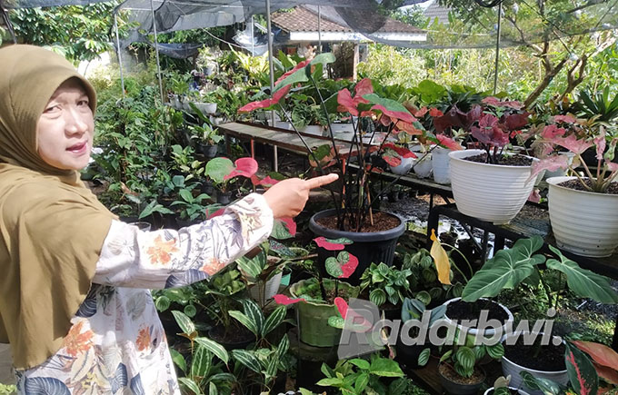 SEGAR: Sri Hariyanti menata tanaman hias miliknya di Kios Zaitun, Senin (3/10). (Gareta Wardani/Radar Banyuwangi)