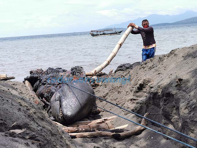 PAKAI RANTAI: Warga membantu evakuasi bangkai Paus Orca yang ditemukan mati di tepi Pantai Bangsring pada April 2021 lalu. (Ramada Kusuma/RadarBanyuwangi.id)
