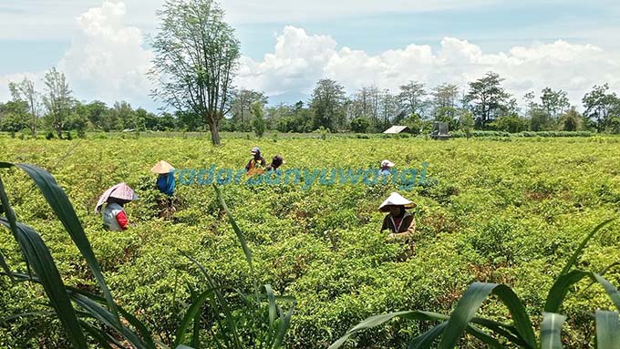 PANAS: Enam pekerja sedang memanen cabai di Kecamatan Wongsorejo kemarin (14/10). (Ayu Lestari/RadarBanyuwangi.id)
