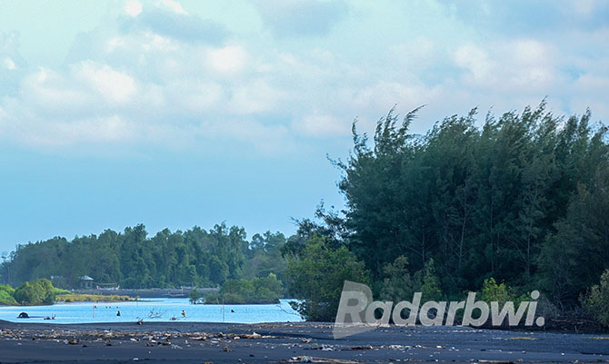 RIMBUN: Pohon cemara di kawasan pesisir wilayah Kelurahan Pakis, Kecamatan Banyuwangi. (Ramada Kusuma/Radar Banyuwangi)