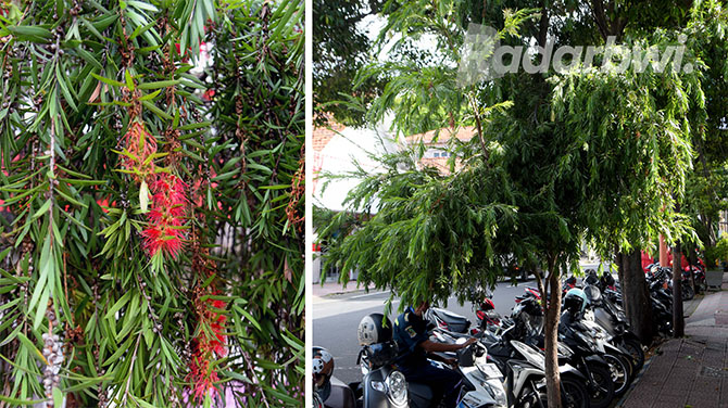 INDAH DAN BERMANFAAT: Tanaman sikat botol dengan bunga warna merah (foto kiri) di Jalan PB Sudirman Banyuwangi. Tanaman kayu putih (foto kanan) hampir mirip dengan itu, hanya bunganya berwarna putih.  (Ramada Kusuma/Radar Banyuwangi)