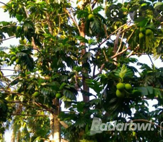MASIH ADA: Tanaman sukun sudah mulai jarang dibudidayakan masyarakat Banyuwangi. (Dedy Jumhardiyanto/Radar Banyuwangi)