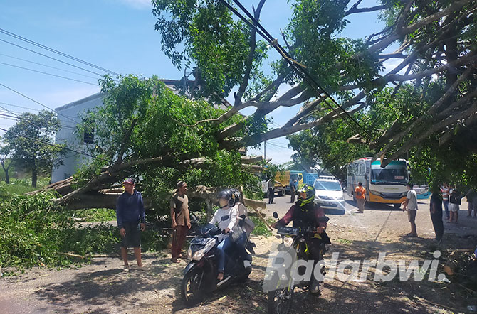 AMBRUK: Pohon trembesi banyak ditanam di tepi jalan di Banyuwangi. Namun, saat musim hujan disertai angin kencang, batang trembesi rawan tumbang. &nbsp;(Dedy Jumhardiyanto/Radar Banyuwangi)