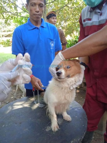 PELIHARAAN: Petugas memeriksa kondisi anjing di Desa Patoman, Kecamatan Blimbingsari, Banyuwangi. (Deddy Jumhardiyanto/RadarBanyuwangi.id)