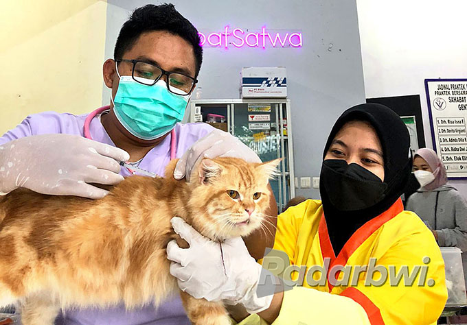 INJEKSI: drh Risa Isna Fahziar (kiri) menyuntikkan vaksin rabies pada kucing di tempat praktiknya Dusun Jenisari, Desa Genteng Kulon, Kecamatan Genteng, Rabu (5/10). (Salis Ali/Radar Genteng)