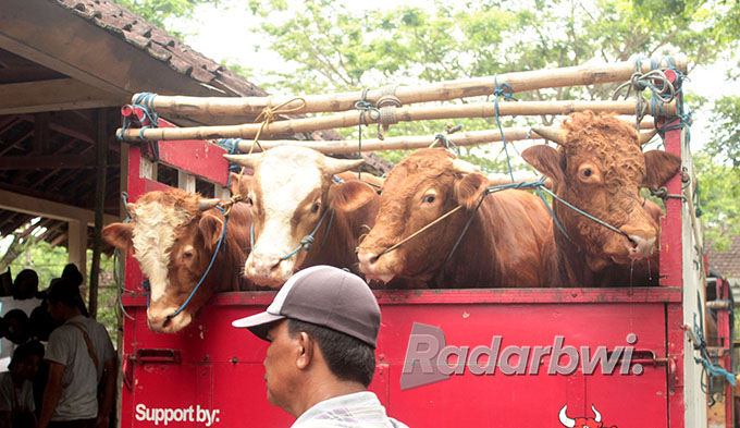 ANGKUT: Sapi milik pedagang diangkut truk untuk dibawa ke pasar hewan di Desa Karangharjo, Kecamatan Glenmore. (Salis Ali/Radar Genteng)