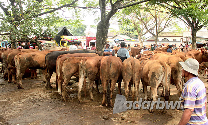 JUAL: Pasar Hewan di Desa Karangharjo, Kecamatan Glenmore mulai ramai dan ternak yang akan dijual juga meningkat, Jumat (7/10). (Salis Ali/Radar Genteng)
