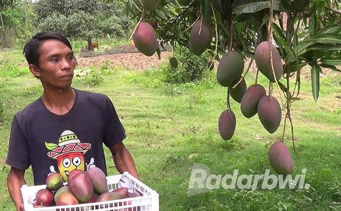 WARNA MENAWAN: Novem, warga Desa Sopet, Kecamatan Jangkar, memanen buah Mangga Garifta, Senin (14/11). (HUMAIDI/JPRS)