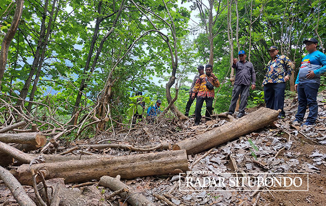 SUDAH DITEBANG: Pohon jati milik Pemkab Situbondo di Dusun Pangabinan, Desa Patemon, Kecamatan Bungatan, Situbondo, nyaris digondol maling. (Iwan Feriyanto/Radar Situbondo)