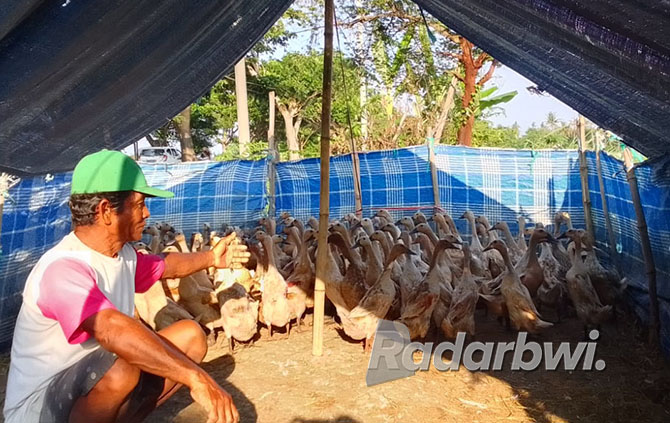 MENGHITUNG BEBEK: Tutun, warga Desa Gebangan, Kecamatan Kepongan, memastikan jumlah bebek yang baru masuk ke kandangnya, di pinggir Jalan Raya Desa Landangan kecamatan Kapongan, Kamis (17/11). (HUIMAIDI/JPRS)