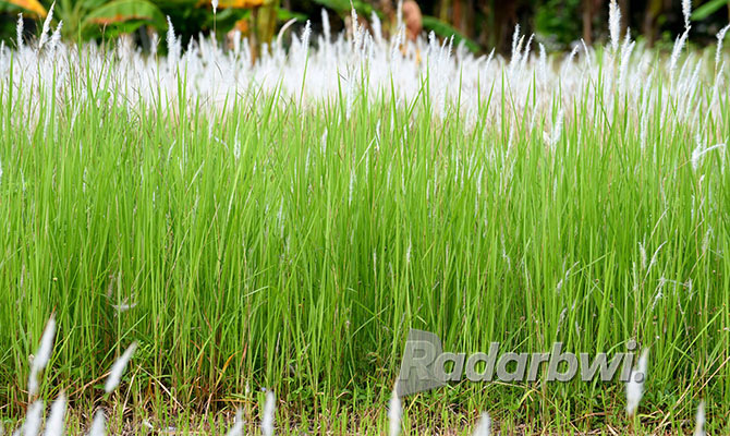 NAIK KELAS: Tanaman ilalang yang tumbuh rapi dengan ciri khas putih di pucuknya masih muda ditemui di lahan terbuka di Banyuwangi. (RAMADA KUSUMA/RABA)