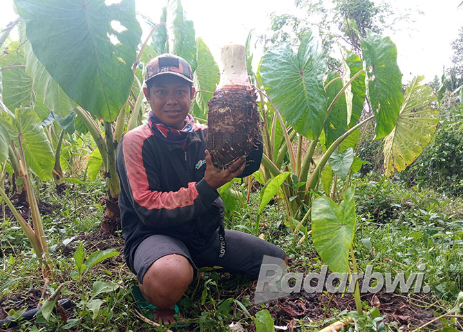 TALAS: Imam Supriyadi menunjukkan umbi tanaman talas pratama yang ditanam di kebunnya, Rabu (16/11). (LUGAS RUMPAKAADI/JPRG)
