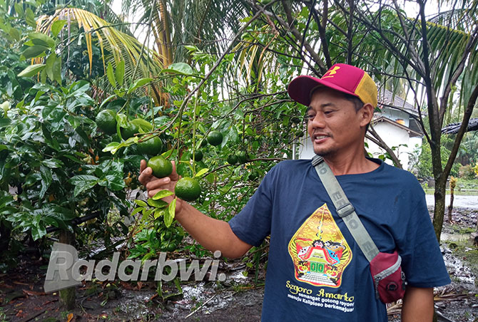 JERUK: Suryadi menunjukkan tanaman jeruk yang dibudidayakan di halaman rumahnya Dusun Kalirejo, Desa Kaliploso, Kecamatan Cluring, Rabu (16/11). (LUGAS RUMPAKAADI/JPRG)