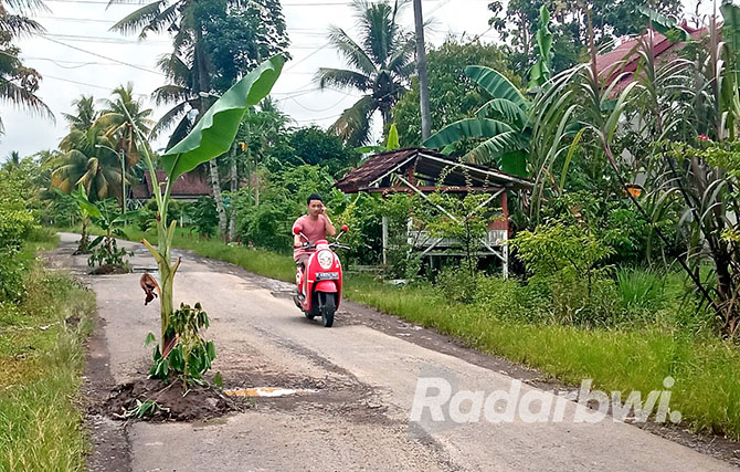 BERLUBANG: Jalan yang berlubang di Dusun Sidomukti, Desa Yosomulyo, Kecamatan Gambiran oleh warga ditanami pohon pisang, Jumat (18/11). (LUGAS RUMPAKAADI/JPRG)
