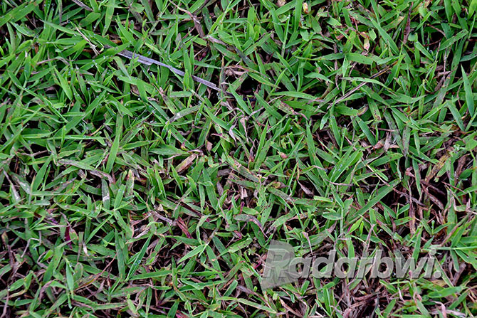 RATA: Rumput di sebuah lapangan sepak bola di Banyuwangi. (RAMADA KUSUMA/RABA)