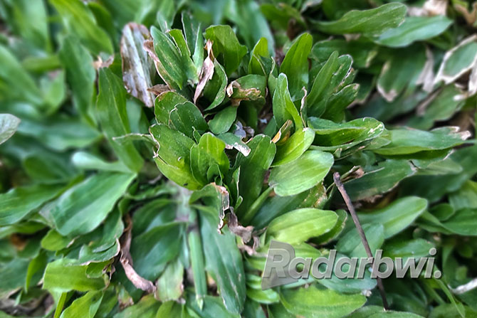 RAPI: Rumput mutiara lebih sering dimanfaatkan untuk taman. (RAMADA KUSUMA/RABA)