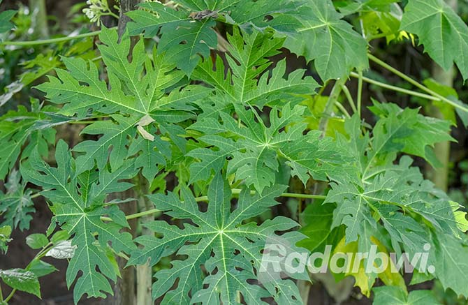 PAHIT: Tanaman pepaya banyak ditemukan di kebun maupun pekarangan rumah warga di Banyuwangi. (RAMADA KUSUMA/RABA)