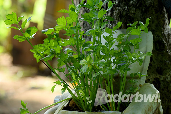 MUNGIL: Tanaman seledri bisa ditanam di media pot kecil dengan perawatan cukup mudah. (RAMADA KUSUMA/RABA)