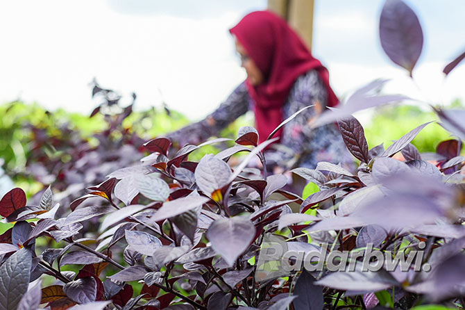 Bayam Cina atau bayam merah mudah dibudidayakan. Tanaman sayur mayur ini memiliki nilai ekonomis tinggi. (RAMADA KUSUMA/RABa)