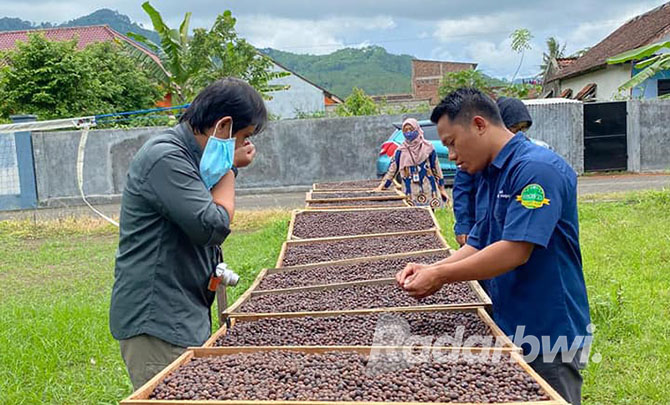 Pengurus PKBM Miftahun Najah menjemur biji kopi. Tanaman kopi diyakini bisa menyatukan ekonomi, konservasi, dan mitigasi. (Ramada Kusuma/RaBa)