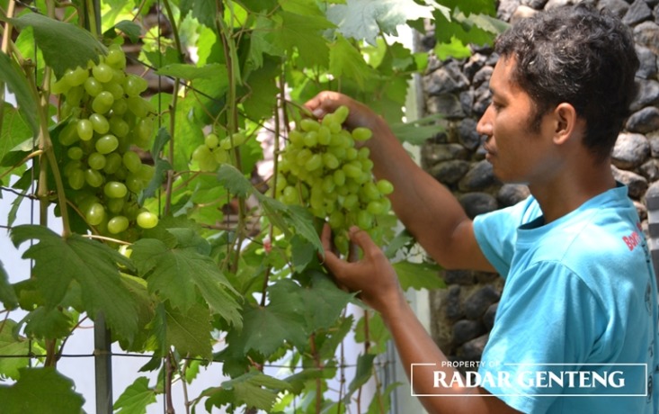 BERKEBUN: Asyari Sulaiman merawat tanaman anggur transfigurasi di halaman rumahnya di Dusun Plosorejo, Desa Kaliploso, Kecamatan Cluring, Senin (12/12). (Lugas Rumpakaadi/JPRG)