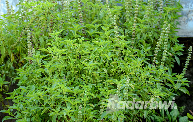 BAU KHAS: Tanaman kemangi sangat mudah tumbuh di halaman rumah warga. (RAMADA KUSUMA/RABA)