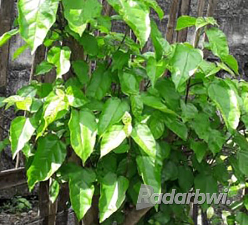 WAUNG: Tanaman singkil biasanya digunakan sebagai pagar alami batas pekarangan maupun lahan warga. (DEDY JUMHARDIYANTO/RABA)