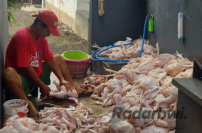 SIAP DIJUAL: Abdul Holik membersihkan ayam potong dagangannya di Pasar Rogojampi, Kamis (15/12). (DEDY JUMHARDIYANTO/RABA)