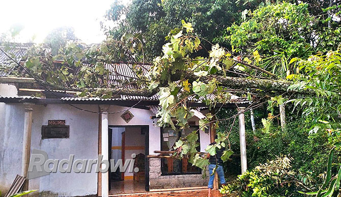 RUSAK: Rumah milik Sri Wahyuni di Dusun Sidomulyo, Desa Jambewangi, Kecamatan Sempu rusak tertimpa pohon karena terpaan angin kencang, pada Kamis (8/12) sore.  (KARYADI UNTUK JPRG)
